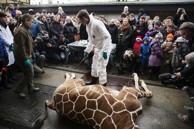 丹麥哥本哈根動物園